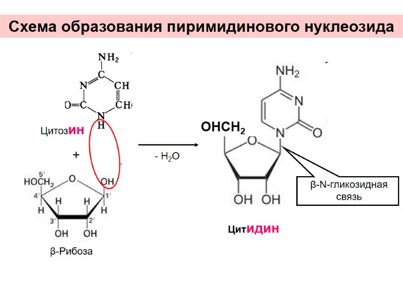 Схема образования пиримидинового нуклеозида + - Н2О